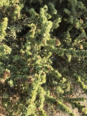 Atriplex canescens canescens