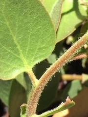 Arctostaphylos patula