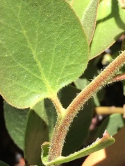 Arctostaphylos patula