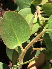 Arctostaphylos patula
