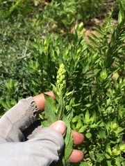 Solidago elongata