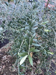 Olea