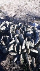 Opuntia basilaris brachyclada