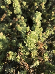 Atriplex canescens canescens