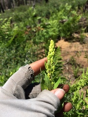 Solidago elongata