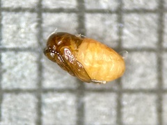 Walshomyia