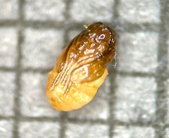 Walshomyia