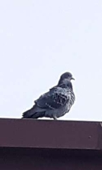 Columba livia domestica