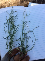 Stephanomeria tenuifolia