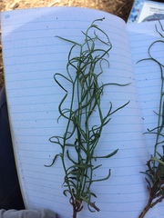 Stephanomeria tenuifolia