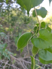 Amphilophium carolinae