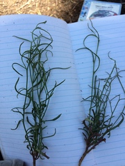 Stephanomeria tenuifolia