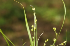 Carex disperma