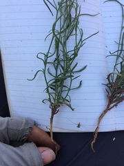 Stephanomeria tenuifolia