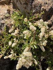 Holodiscus discolor microphyllus