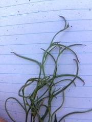 Stephanomeria tenuifolia