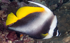 Heniochus singularius