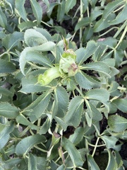 Helleborus lividus