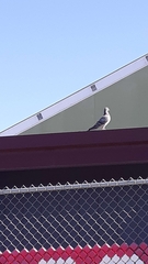 Columba livia domestica