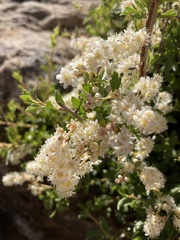 Holodiscus discolor microphyllus