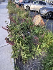 Salvia spathacea