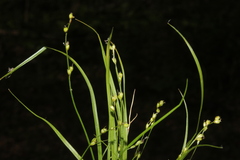 Carex disperma