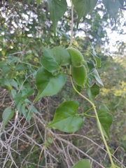 Amphilophium carolinae