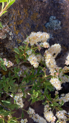 Holodiscus discolor microphyllus