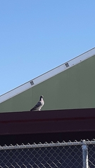 Columba livia domestica