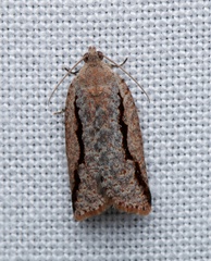 Meritastis