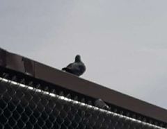 Columba livia domestica
