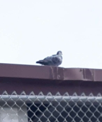 Columba livia domestica
