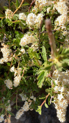 Holodiscus discolor microphyllus