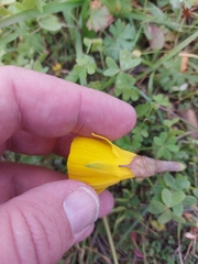 Narcissus obesus