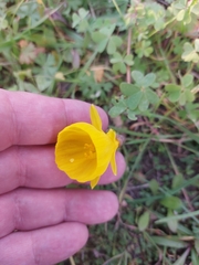 Narcissus obesus