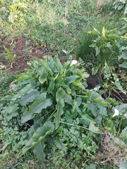 Zantedeschia aethiopica