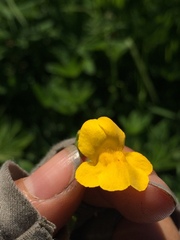 Erythranthe corallina