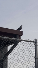 Columba livia domestica