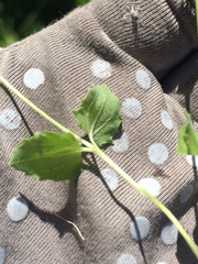 Erythranthe corallina