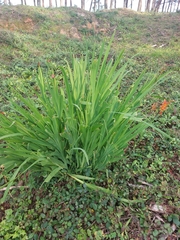 Chasmanthe floribunda
