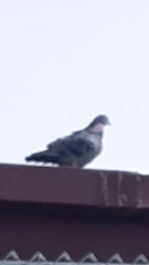 Columba livia domestica