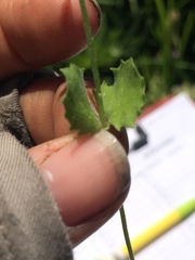 Erythranthe corallina