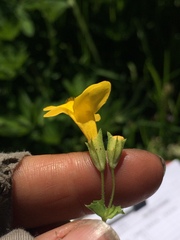 Erythranthe corallina