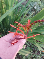 Chasmanthe floribunda