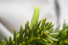 Podocarpus gnidioides