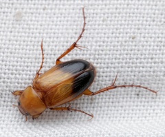 Phyllotocus macleayi