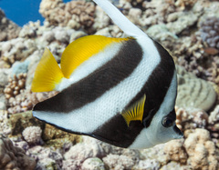 Heniochus acuminatus