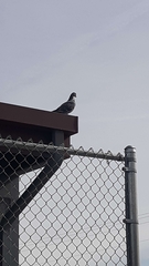 Columba livia domestica
