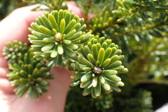Podocarpus gnidioides
