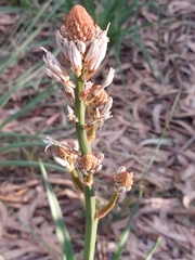 Asphodelus ramosus